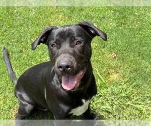 Labrador Retriever-Unknown Mix Dogs for adoption in Tulsa, OK, USA
