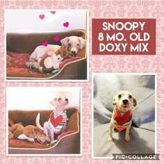 Medium Photo #1 Dachshund-Unknown Mix Puppy For Sale in Mesa, AZ, USA