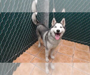 Siberian Husky Dogs for adoption in Downey, CA, USA
