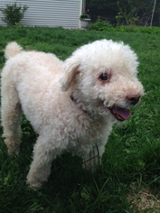 Poodle (Miniature) Dogs for adoption in Williston, VT, USA