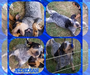 Bluetick Coonhound Dogs for adoption in Lawton, OK, USA