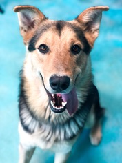 German Shepherd Dog-Great Pyrenees Mix Dogs for adoption in Guthrie, OK, USA