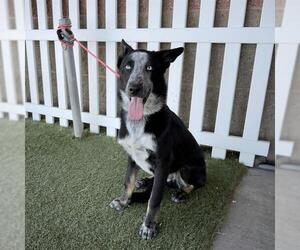 Shollie Dogs for adoption in Modesto, CA, USA