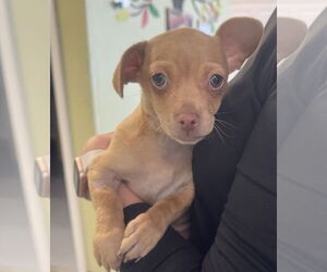 Chihuahua-Unknown Mix Dogs for adoption in Royal Palm Beach, FL, USA
