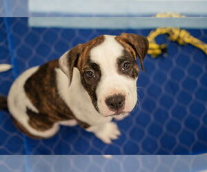Medium Photo #5 American Pit Bull Terrier-Labrador Retriever Mix Puppy For Sale in Princeton, MN, USA