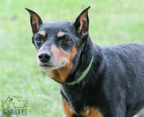Miniature Pinscher Dogs for adoption in Troy, IL, USA