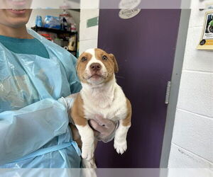 Mutt Dogs for adoption in Raleigh, NC, USA