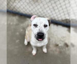 American Pit Bull Terrier-Unknown Mix Dogs for adoption in Tulsa, OK, USA