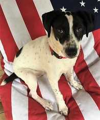 Border Collie Dogs for adoption in Boston, MA, USA