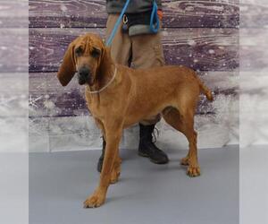 Bloodhound Dogs for adoption in Louisville, KY, USA
