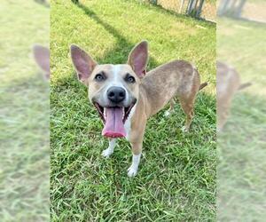 Labrador Retriever-Unknown Mix Dogs for adoption in Pasadena, TX, USA