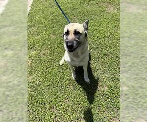 German Shepherd Dog Dogs for adoption in Houston, TX, USA