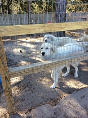 Great Pyrenees Dogs for adoption in Panama City, FL, USA