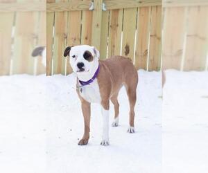 American Bulldog Dogs for adoption in Fargo, ND, USA