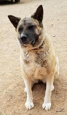 Akita Dogs for adoption in Surprise , AZ, USA