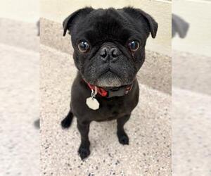 Pug Dogs for adoption in Brighton, CO, USA