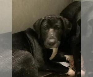 Labrador Retriever-Unknown Mix Dogs for adoption in Conroe, TX, USA