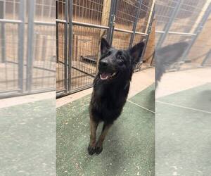 Mutt Dogs for adoption in Imlay City, MI, USA