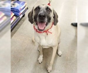 Anatolian Shepherd-Unknown Mix Dogs for adoption in League City, TX, USA