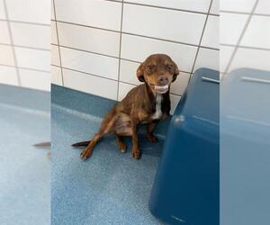 Miniature Pinscher Dogs for adoption in Pearland, TX, USA