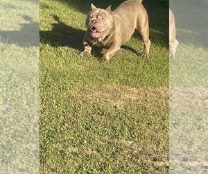 American Pit Bull Terrier-Unknown Mix Dogs for adoption in Plymouth, MN, USA