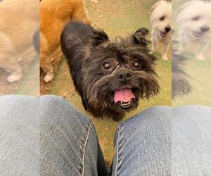 Affenpinscher Dogs for adoption in Rock Hill, SC, USA