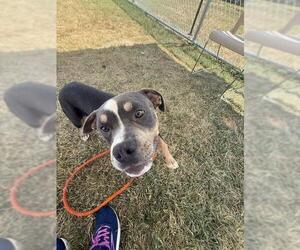 American Bulldog-Unknown Mix Dogs for adoption in Louisville, KY, USA