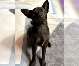 Chiranian Dogs for adoption in Visalia, CA, USA