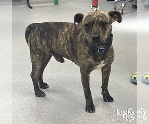 Mutt Dogs for adoption in Washington, DC, USA