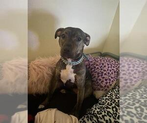American Staffordshire Terrier Dogs for adoption in San Antonio, TX, USA
