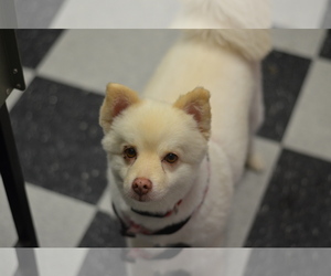 Pomeranian-Unknown Mix Dogs for adoption in Toms River, NJ, USA