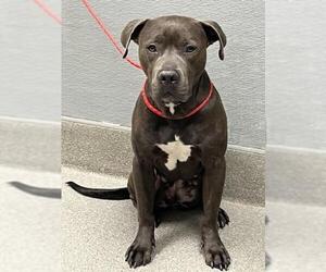 American Pit Bull Terrier-Unknown Mix Dogs for adoption in Las Vegas, NV, USA