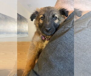 German Shepherd Dog Dogs for adoption in Seattle, WA, USA