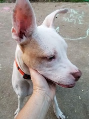 Medium Photo #2 Mutt Puppy For Sale in Chico, CA, USA