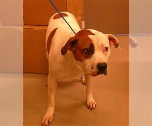 American Bulldog-Unknown Mix Dogs for adoption in Sanford, FL, USA