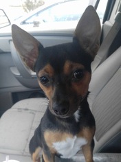 Miniature Pinscher Dogs for adoption in Evansville, IN, USA
