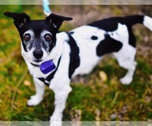 Jack Russell Terrier Dogs for adoption in Dumfries, VA, USA