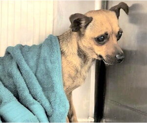 Chihuahua Dogs for adoption in Houston, TX, USA