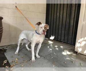 Bull-Boxer Dogs for adoption in pomona, CA, USA