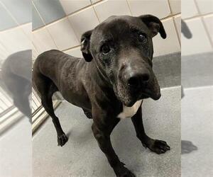 American Staffordshire Terrier-Unknown Mix Dogs for adoption in San Antonio, TX, USA