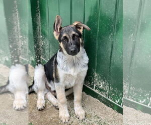 German Shepherd Dog Dogs for adoption in San Diego, CA, USA