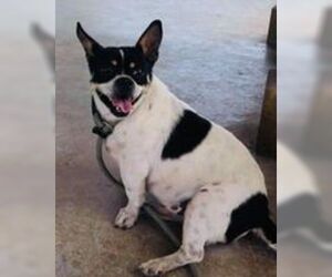 Puggat Dogs for adoption in Pleasanton, TX, USA