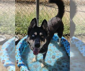 Siberian Husky-Unknown Mix Dogs for adoption in Sacramento, CA, USA