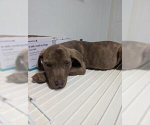 Catahoula Leopard Dog-Unknown Mix Dogs for adoption in Bakersfield, CA, USA