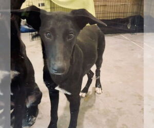 German Shepherd Dog-Unknown Mix Dogs for adoption in Tavares, FL, USA