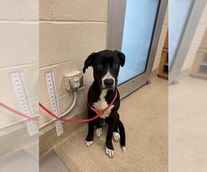 American Staffordshire Terrier-Labrador Retriever Mix Dogs for adoption in Grand Prairie, TX, USA
