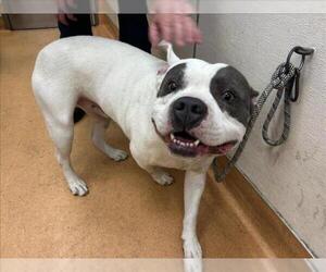 American Pit Bull Terrier Dogs for adoption in Martinez, CA, USA