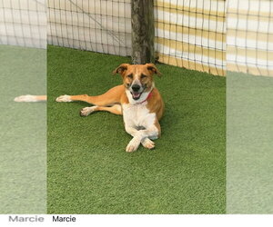 Mutt Dogs for adoption in oakland, FL, USA