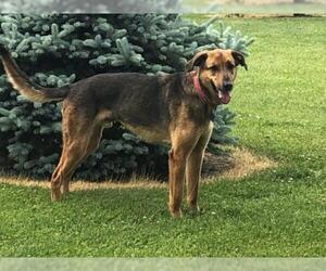 Airedale Terrier-Unknown Mix Dogs for adoption in Harrisburg, PA, USA