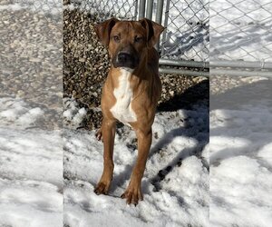 Mutt Dogs for adoption in Sterling, MA, USA